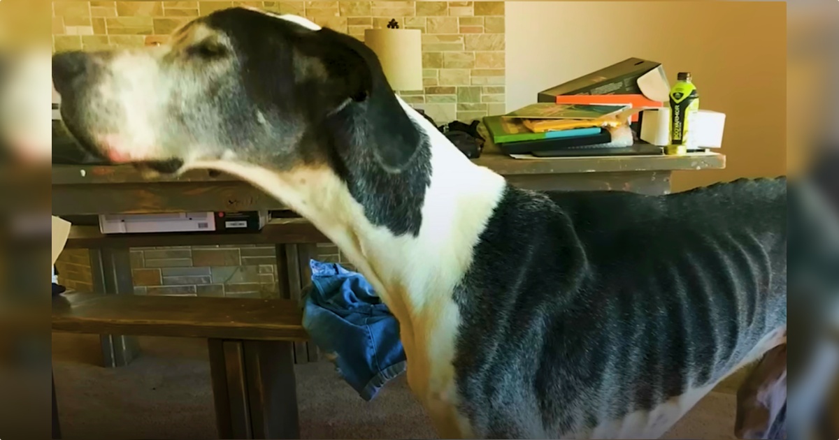 Guy Pulls 100 Pound Underweight Great Dane From Shelter