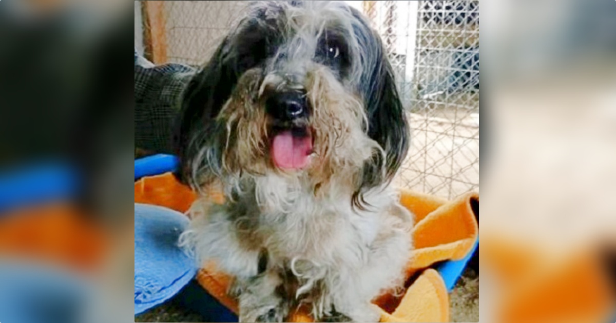 Dog Who Spent 7 Yrs Chained Outside Is Overjoyed When She Gets Her Own Blanket