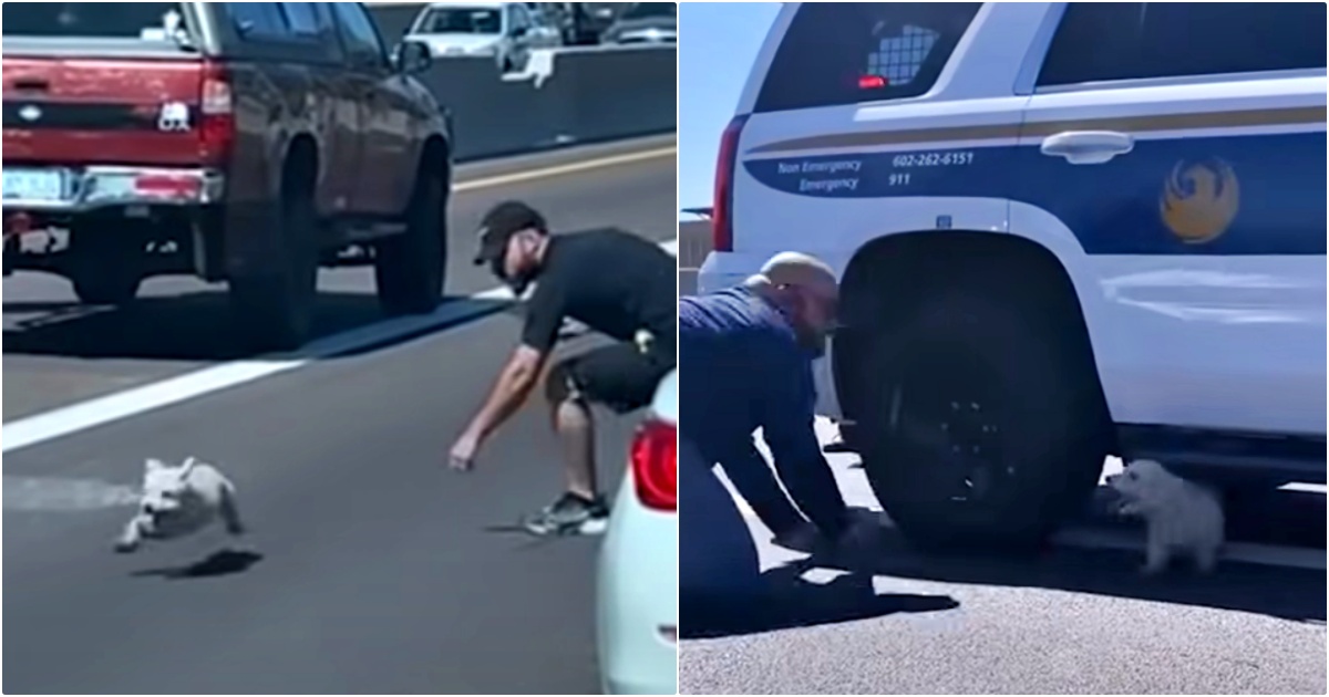 Drivers And Cop Stop To Capture Loose Dog On Hwy, She Scoffs At The Law