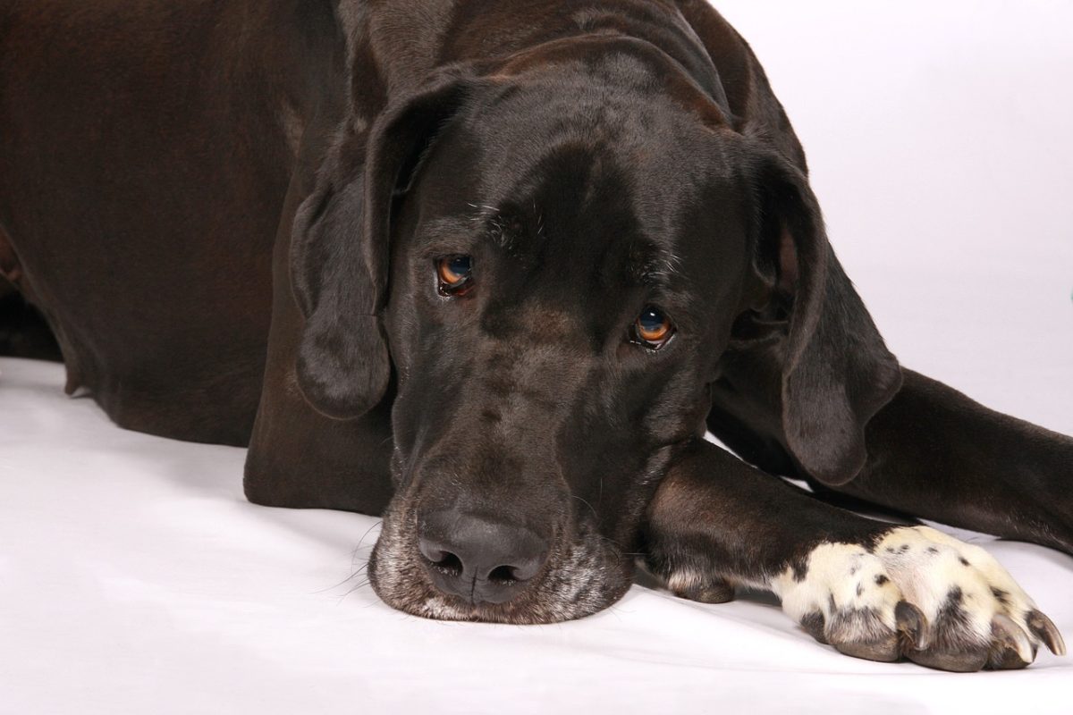 Great Dane stretched out fully, enjoying total bed dominance with calm confidence