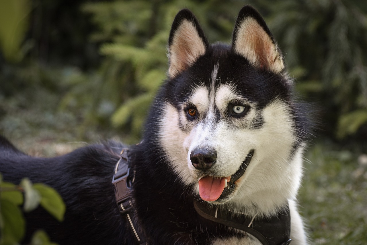 The History and Origin of the Huskie: A Comprehensive Look