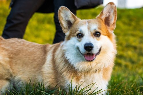 The History and Origin of the Corgi: A Comprehensive Look → K-9 Specialist