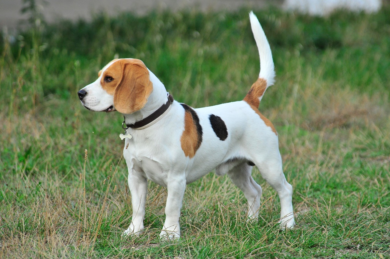 Fila Brasileiro  Dog Breed Facts and Information - Wag! Dog Walking