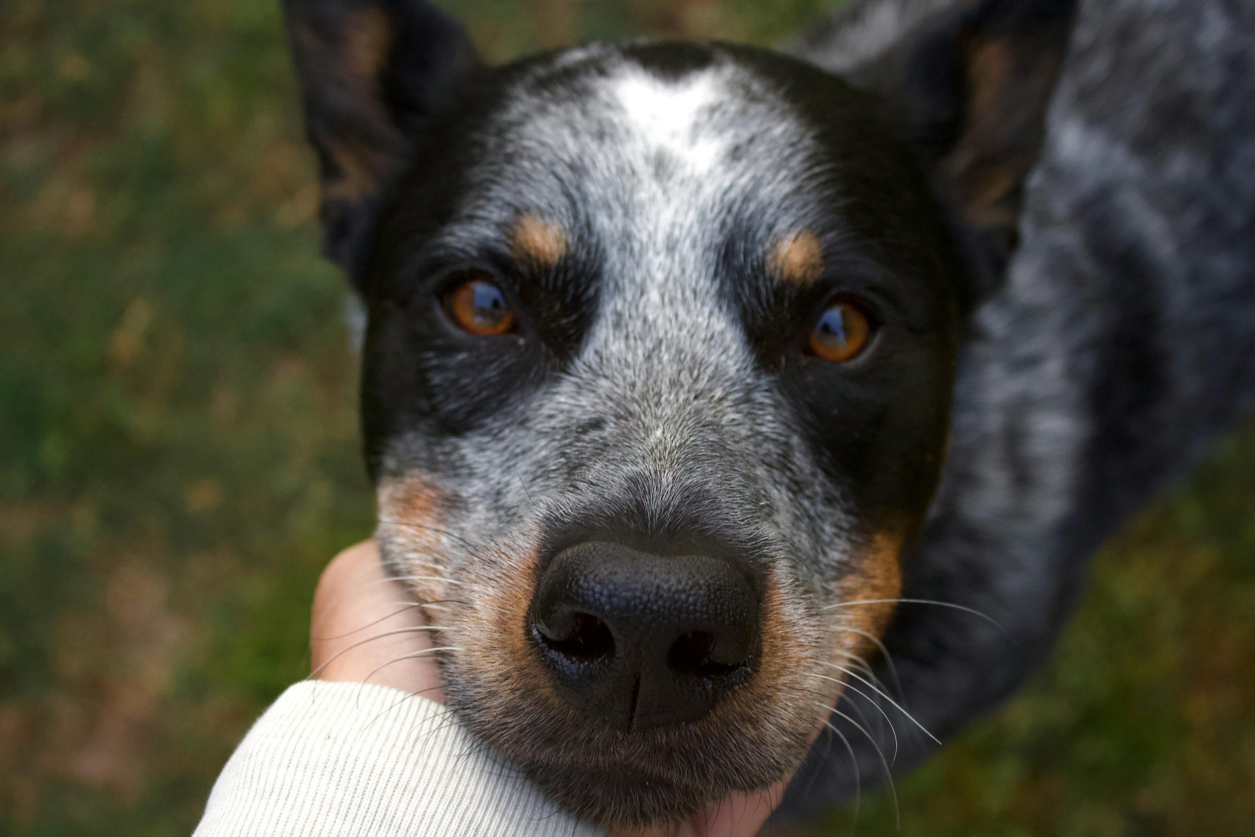 Australian Cattle Dog Lifespan What to Expect & How to Help an Australian Cattle Dog Live Longer