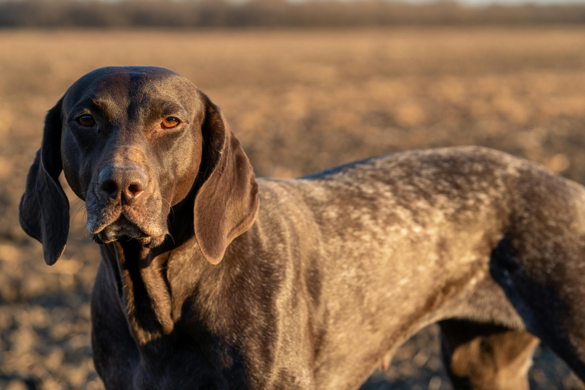 German Shorthaired Pointer Lifespan - What to Expect & How to Help a