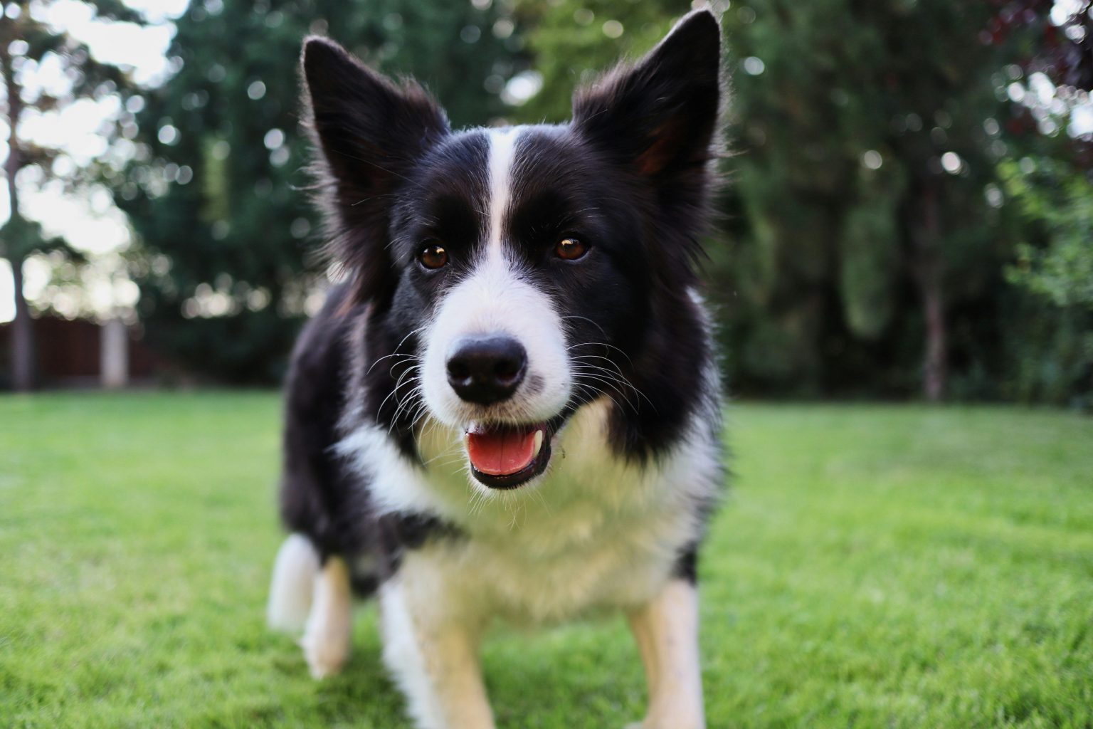 The History and Origin of the Border Collie: A Comprehensive Look