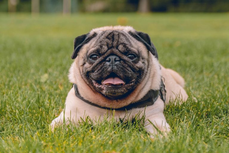 Pug Lifespan - What to Expect & How to Help a Pug Live Longer