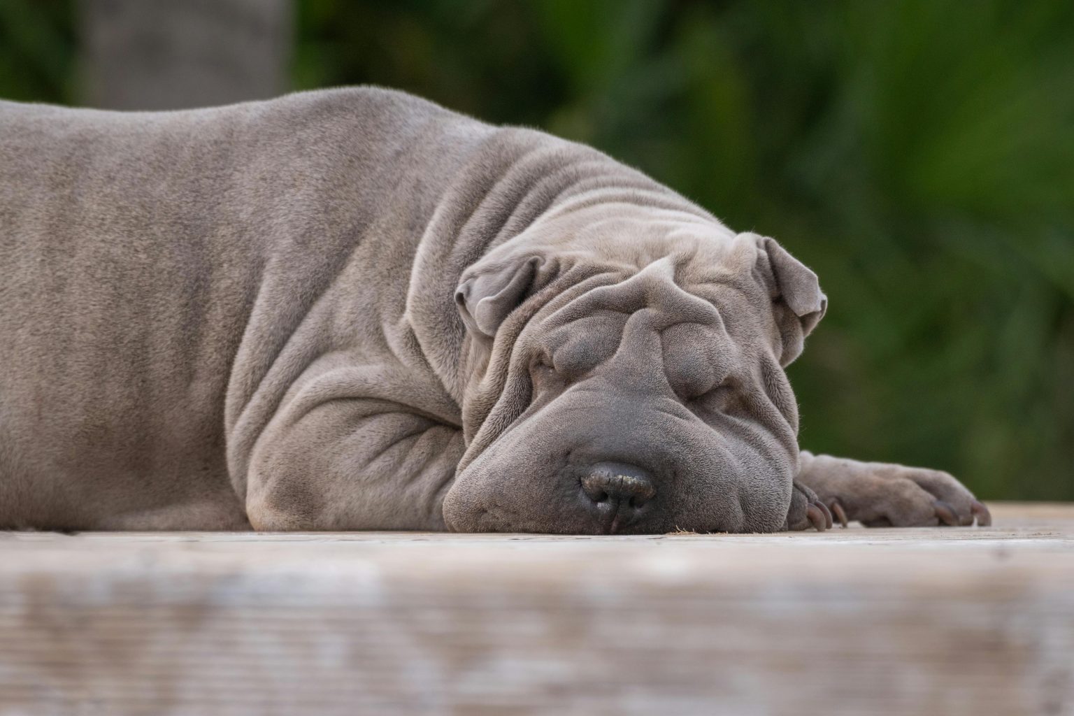 Shar Pei Lifespan - What to Expect & How to Help a Shar Pei Live Longer