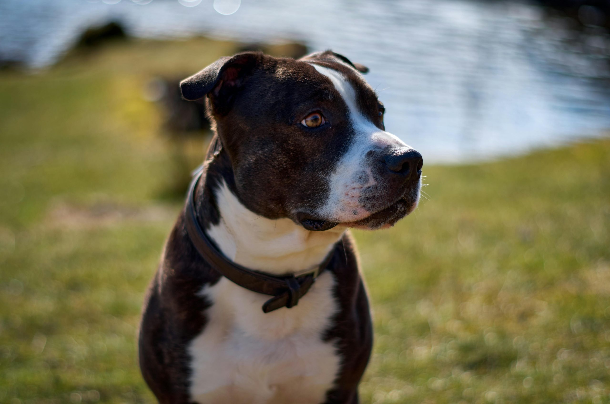 10 Life Lessons You Can Learn from an American Staffordshire Terrier thumbnail