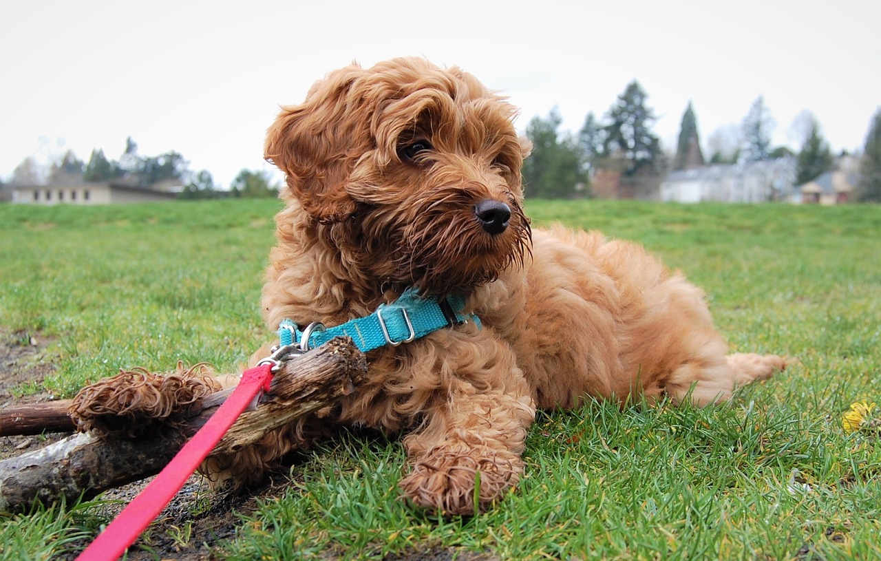 10 Life Lessons You Can Learn from a Labradoodle