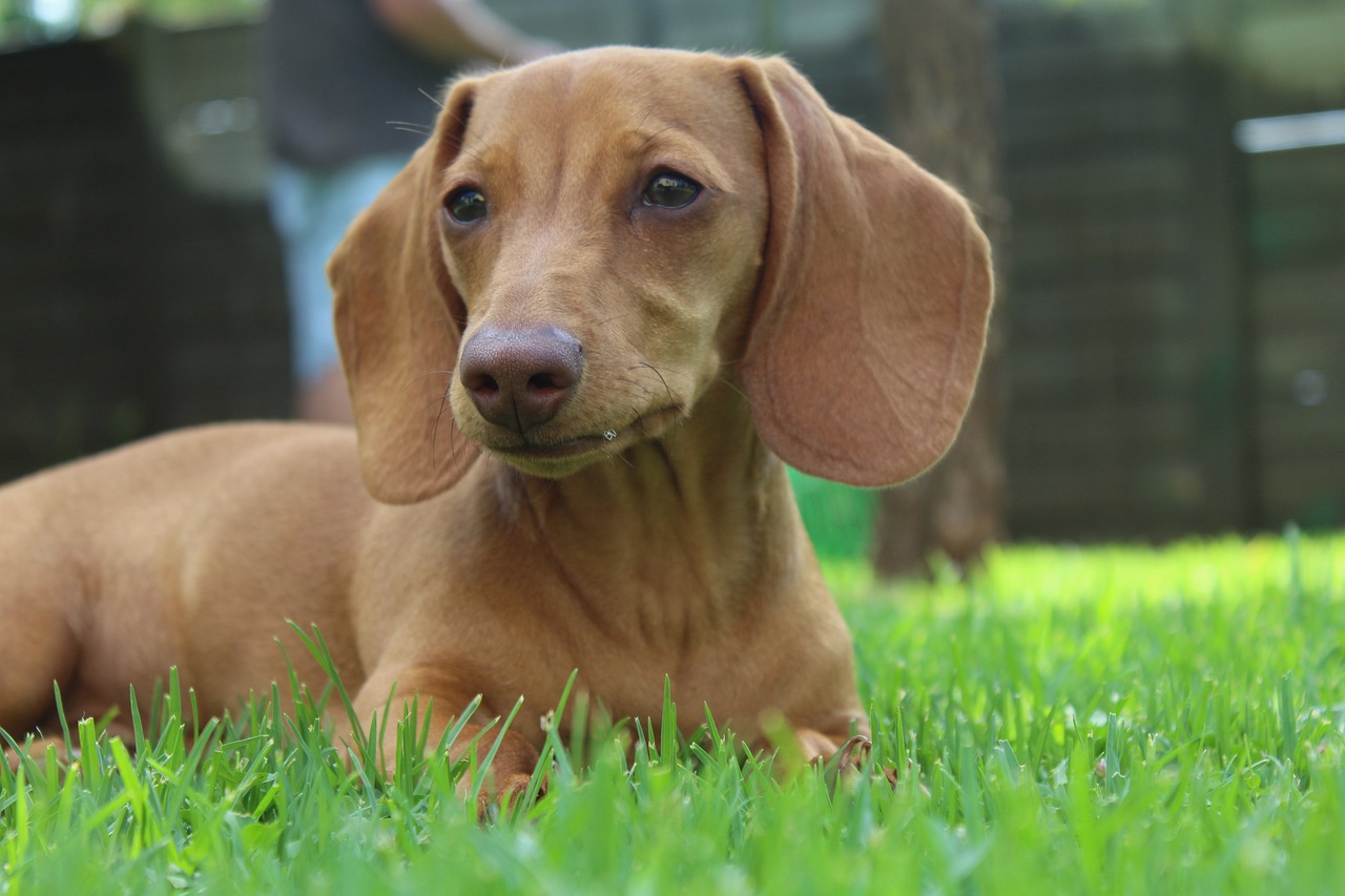 Dachshund Lifespan - What to Expect & How to Help a Dachshund Live Longer