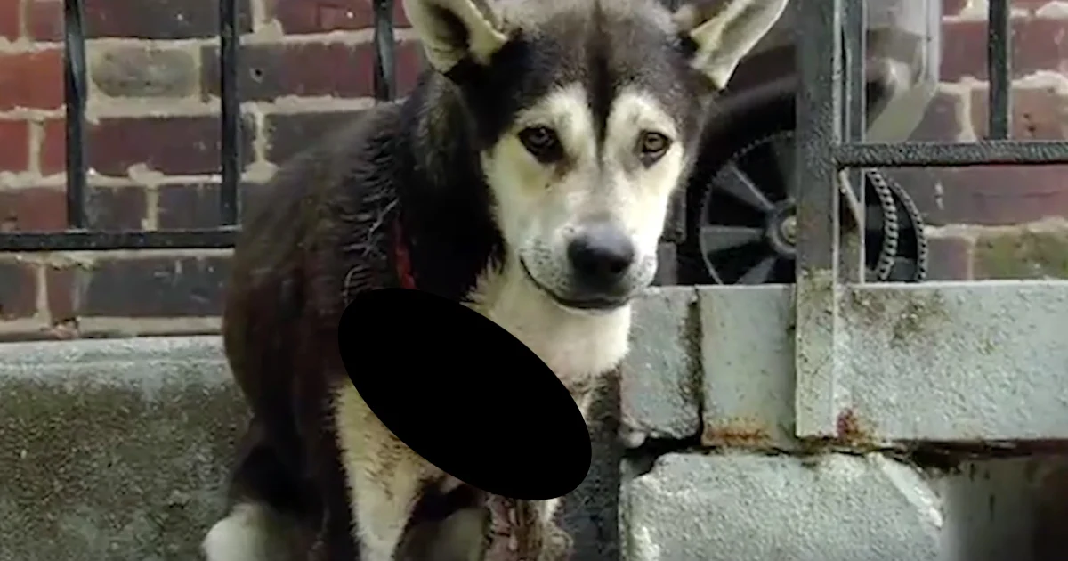 Dog Became Trapped In His Puppy Collar Because His Family Never Checked On Him