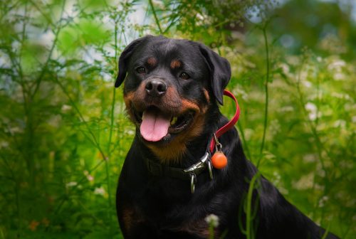 The History and Origin of the Rottweiler: A Comprehensive Look