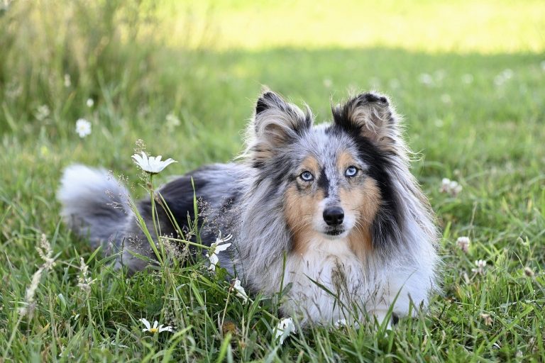 Sheltie Lifespan What to Expect & How to Help a Sheltie Live Longer