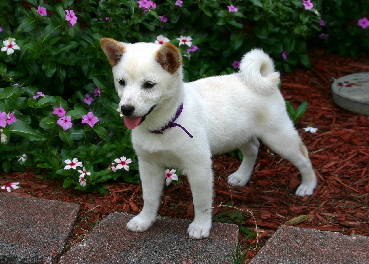 10 Life Classes You Can Study from a Shiba Inu