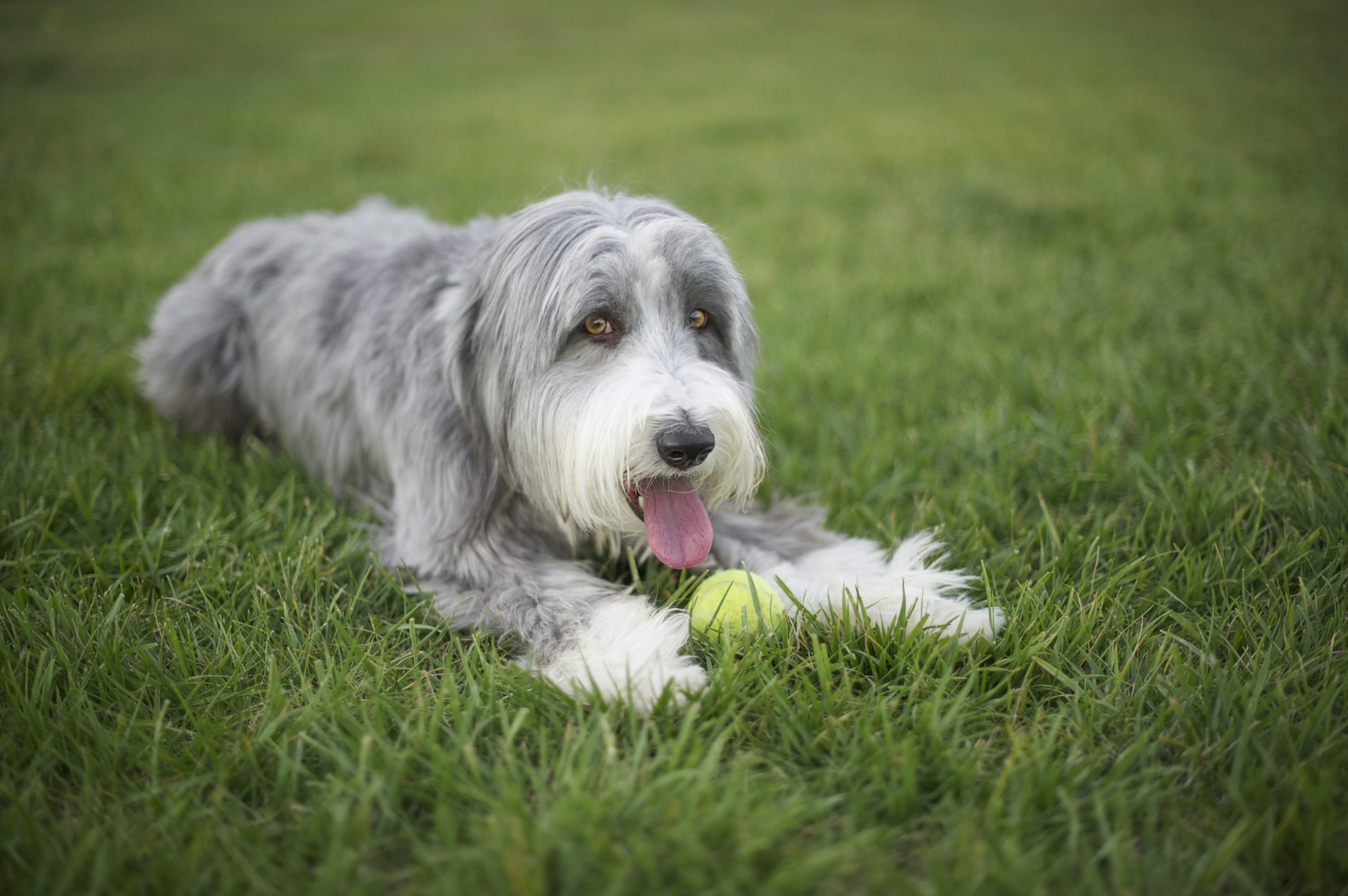 Bearded,Collie,With,His,Big,Pink,Tongue,Out,Panting,Hard