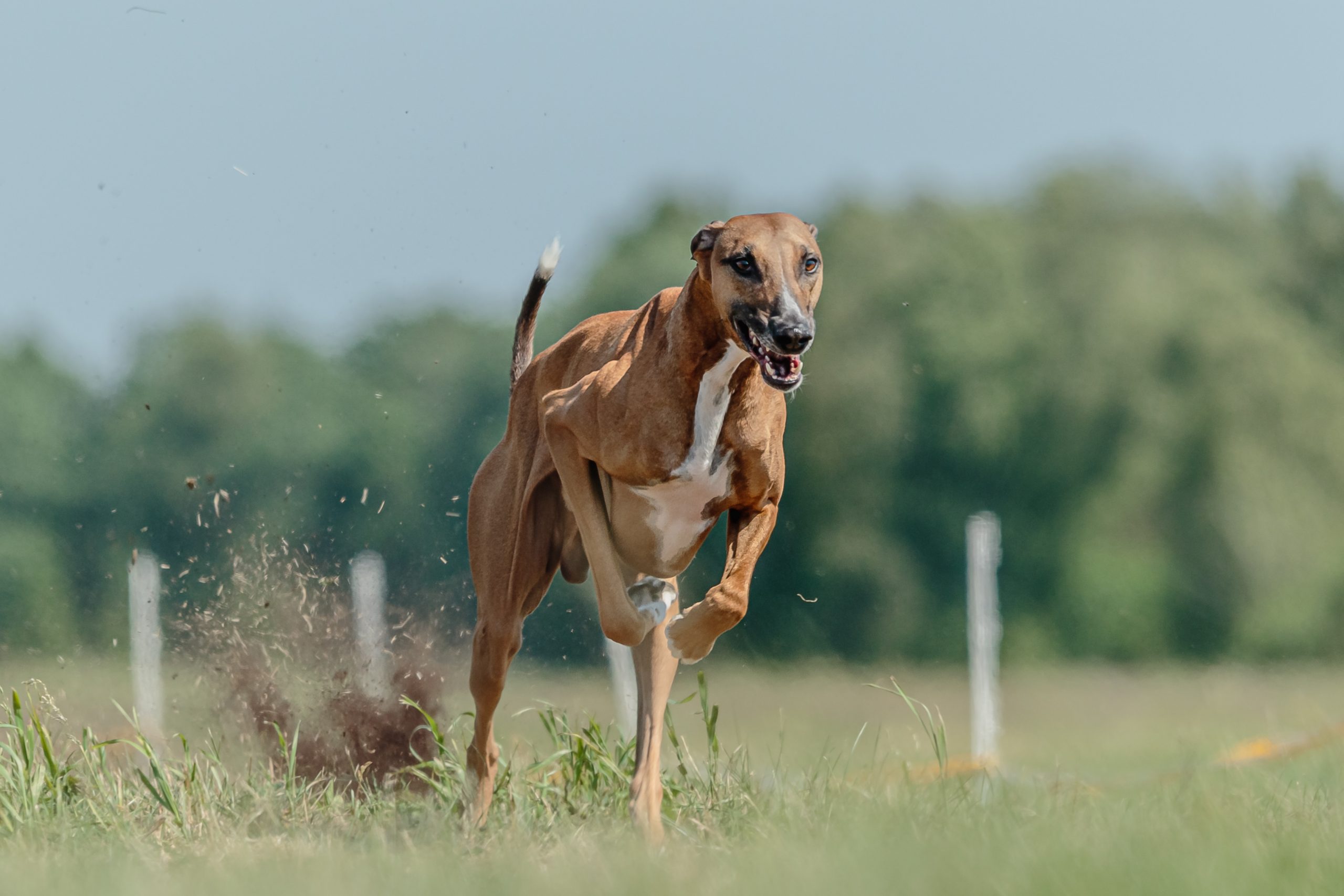 Azawakh,Running,Lure,Coursing,Competition,On,Field