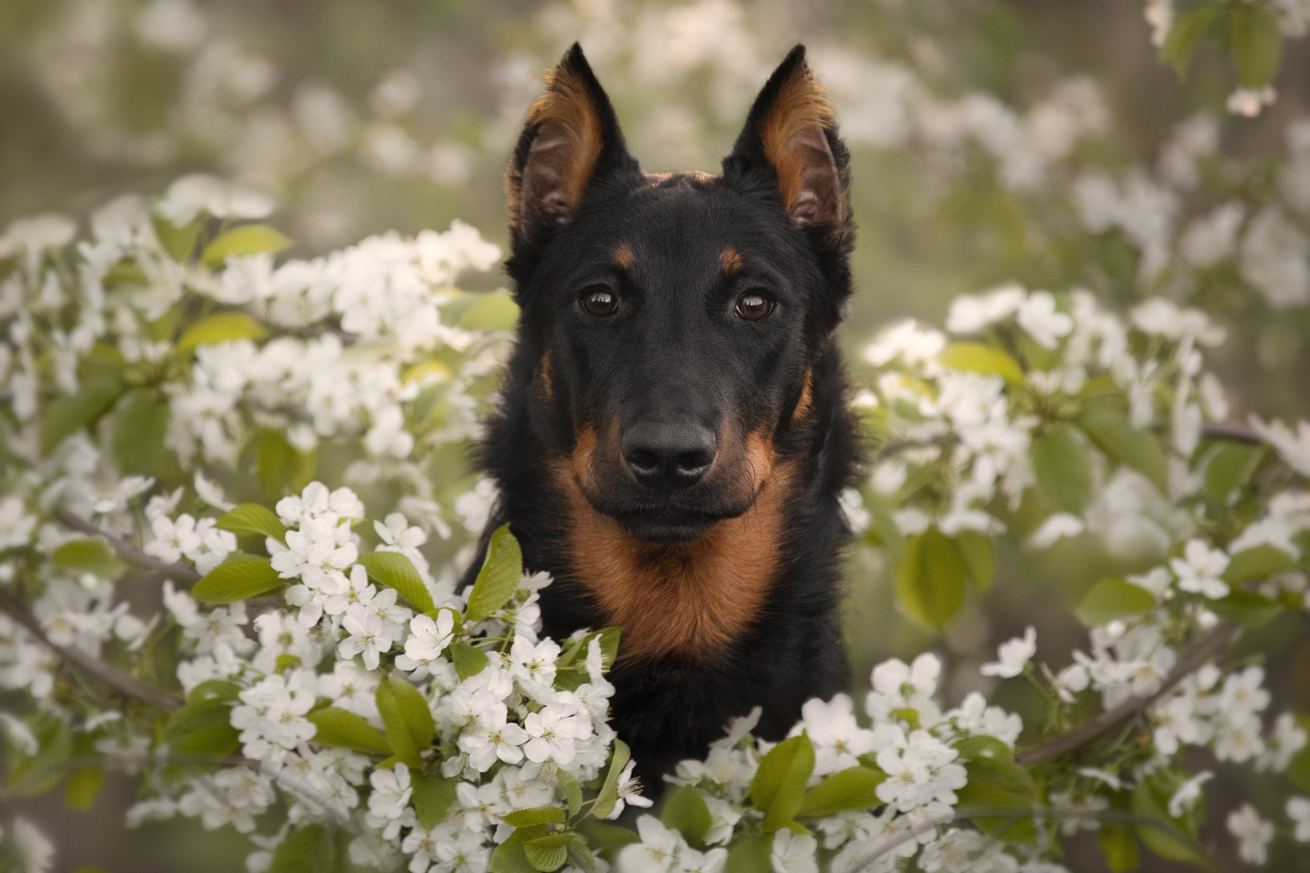 Beautiful,Portrait,Of,Beauceron,French,Shepherd,Dog