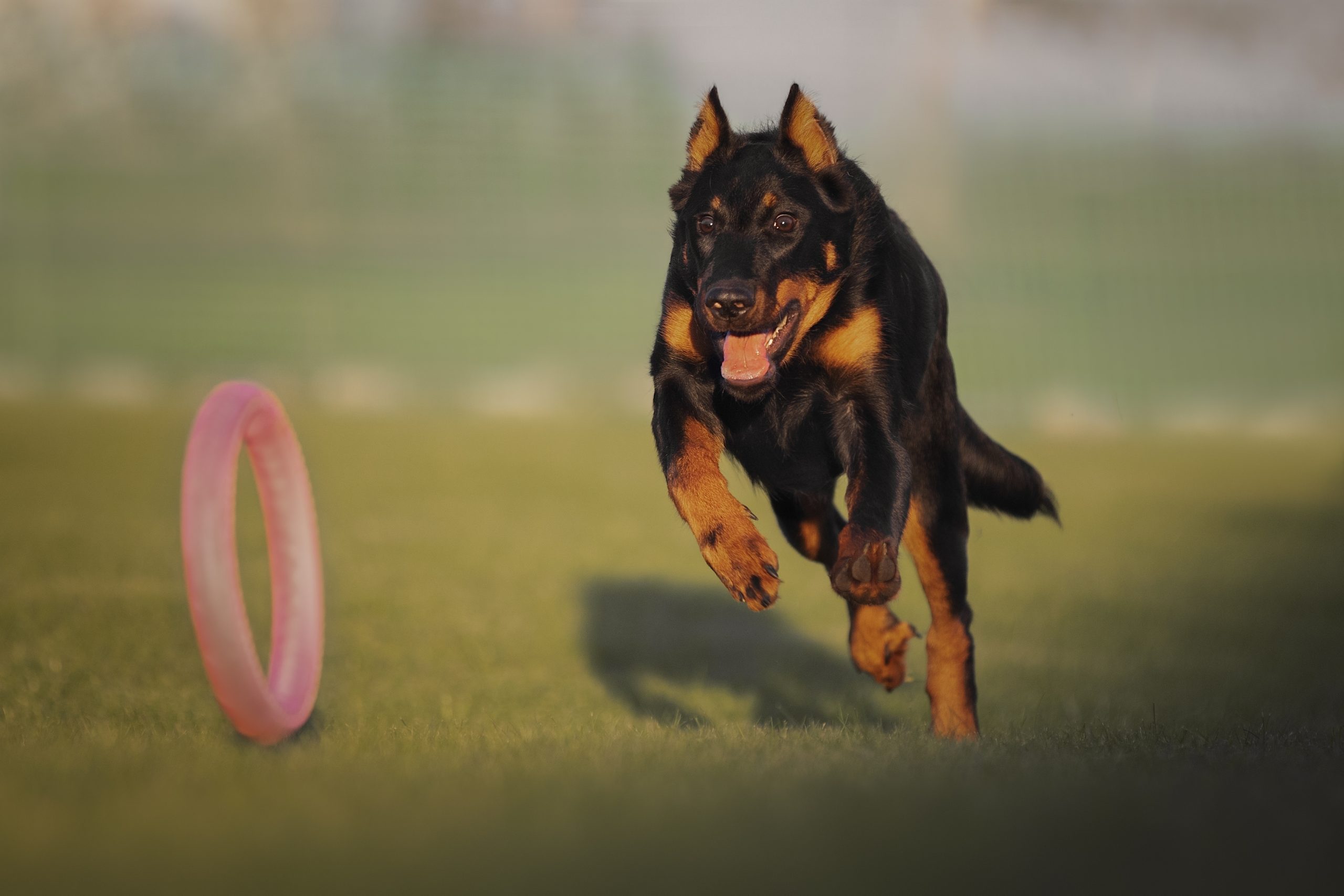 Beauceron,French,Shepherd,Dog,Playing,With,A,Toy