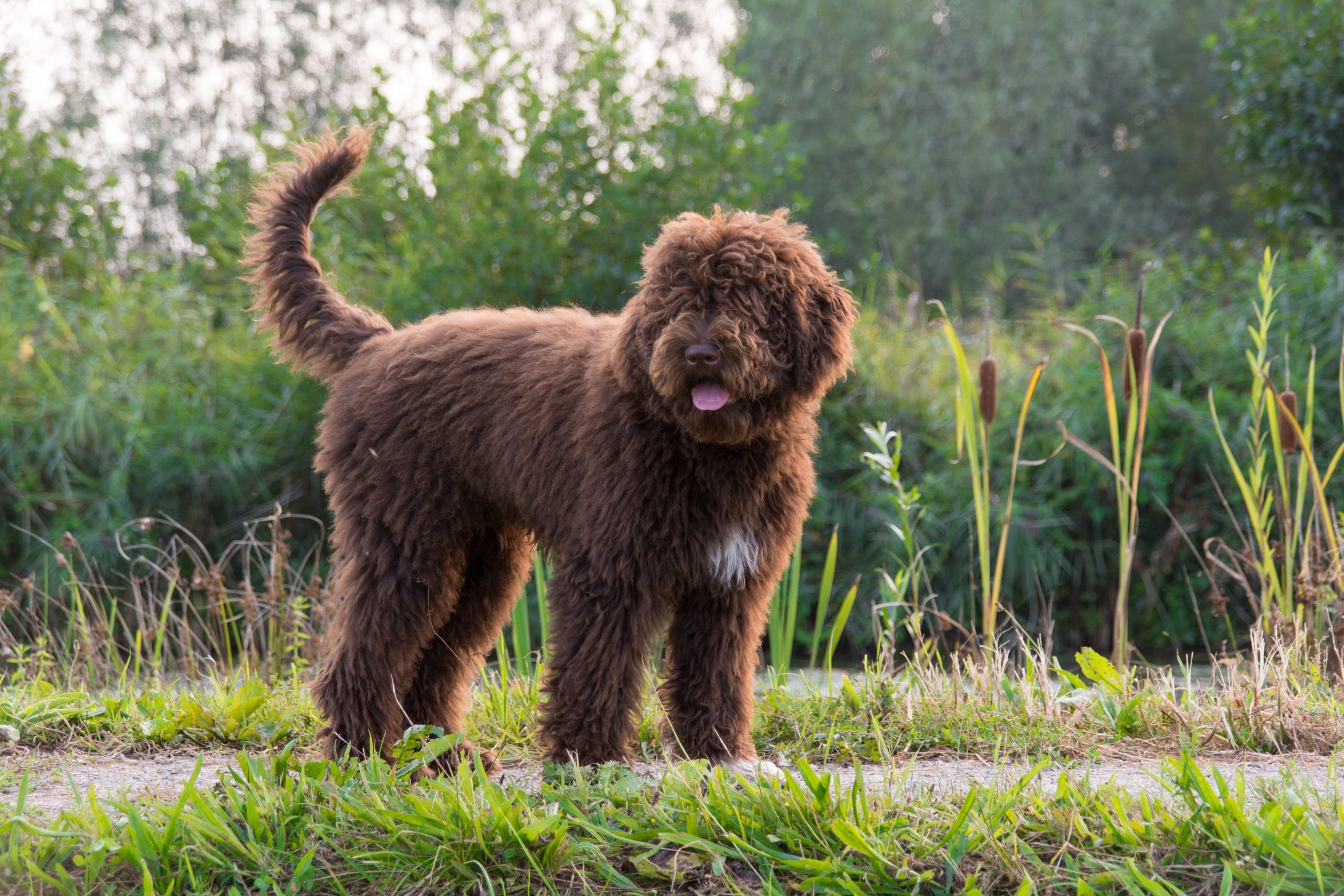 A,Six,Month,Old,Brown,French,Water,Dog,(barbet),With
