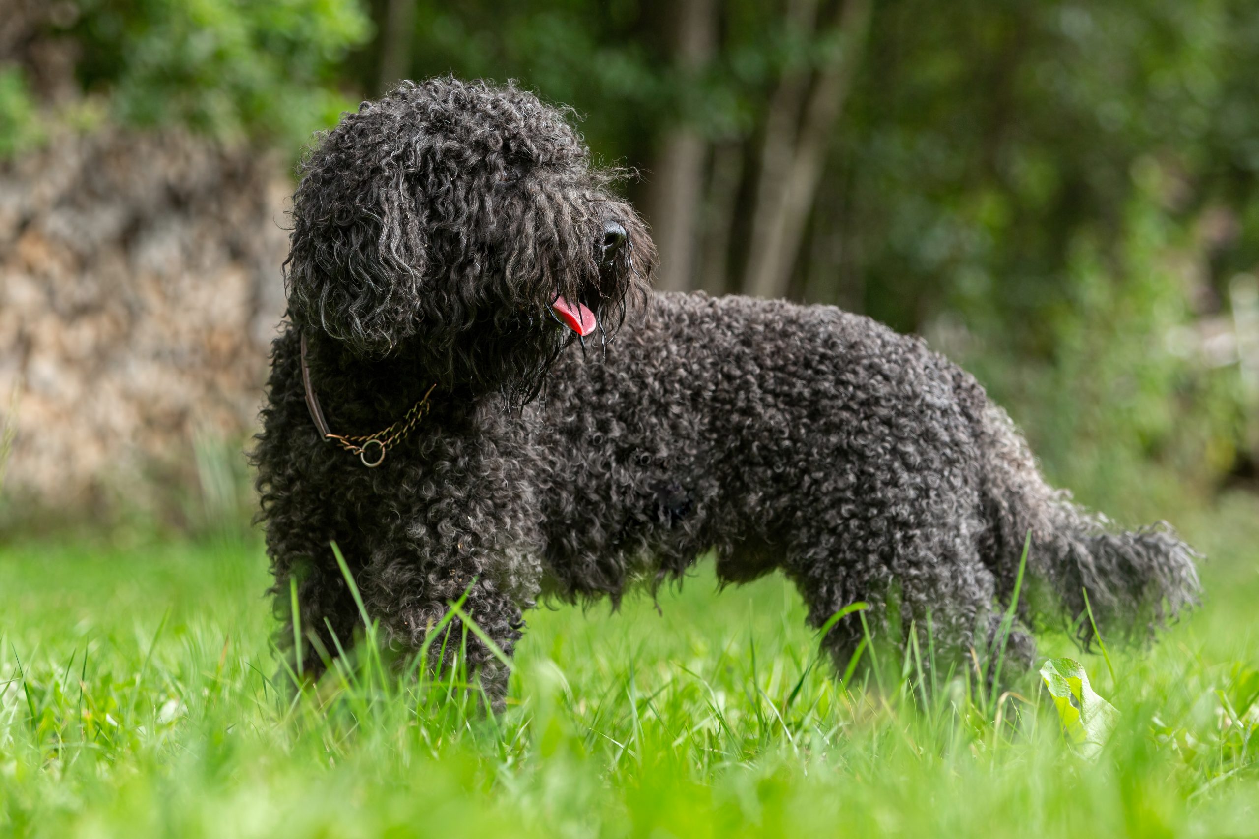 Portrait,Of,A,Cute,French,Barbet,Water,Dog,Hound,Breed