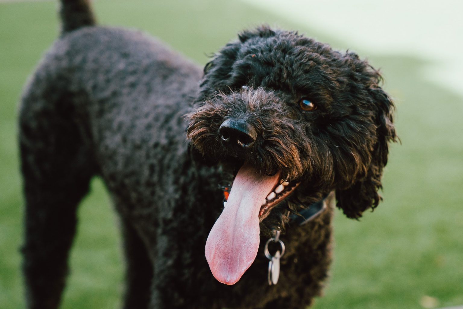 Picture of 15 Best Hypoallergenic Dog Breeds That Won’t Leave Fur Everywhere ...