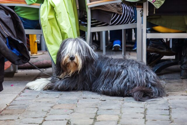 Bearded Collie