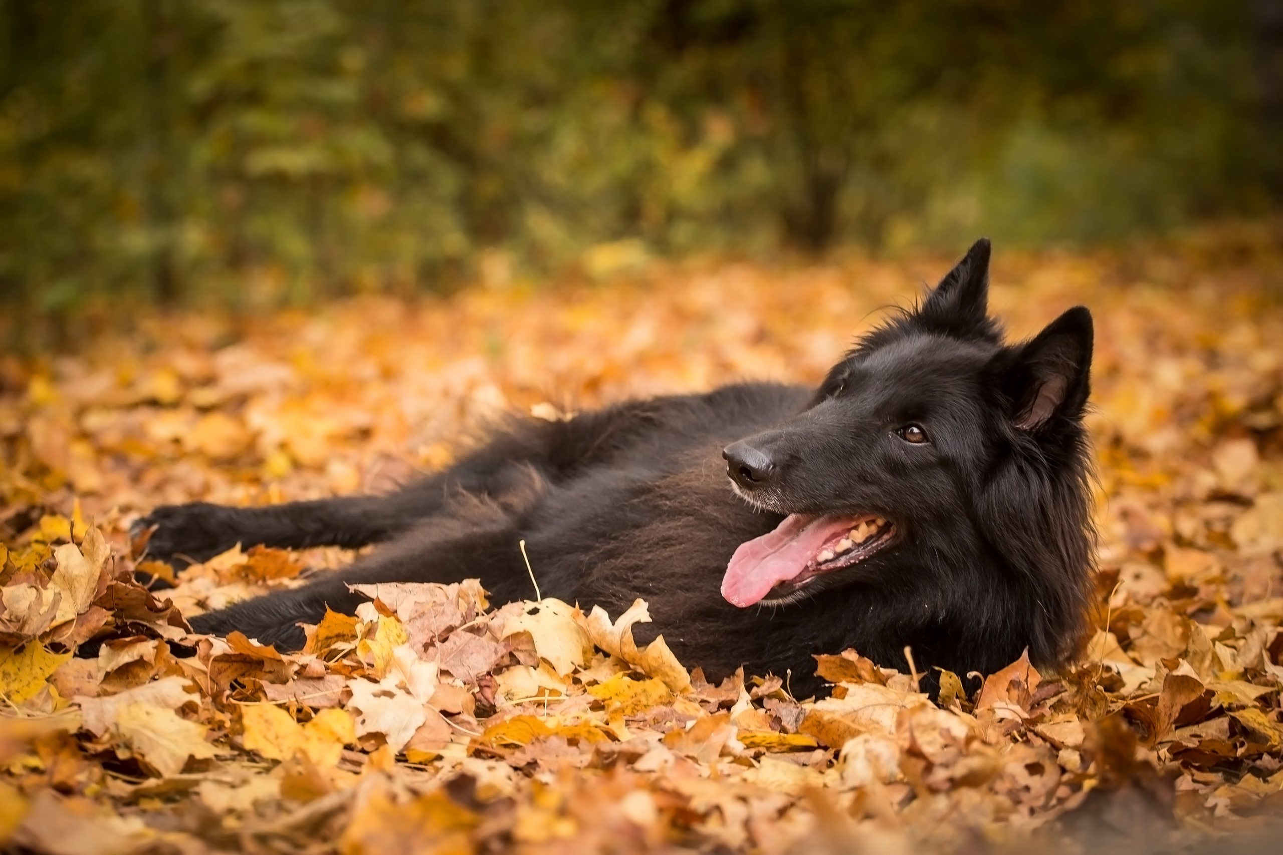 Belgian Sheepdog showing off its sleek, black coat with an air of noble mystery.

