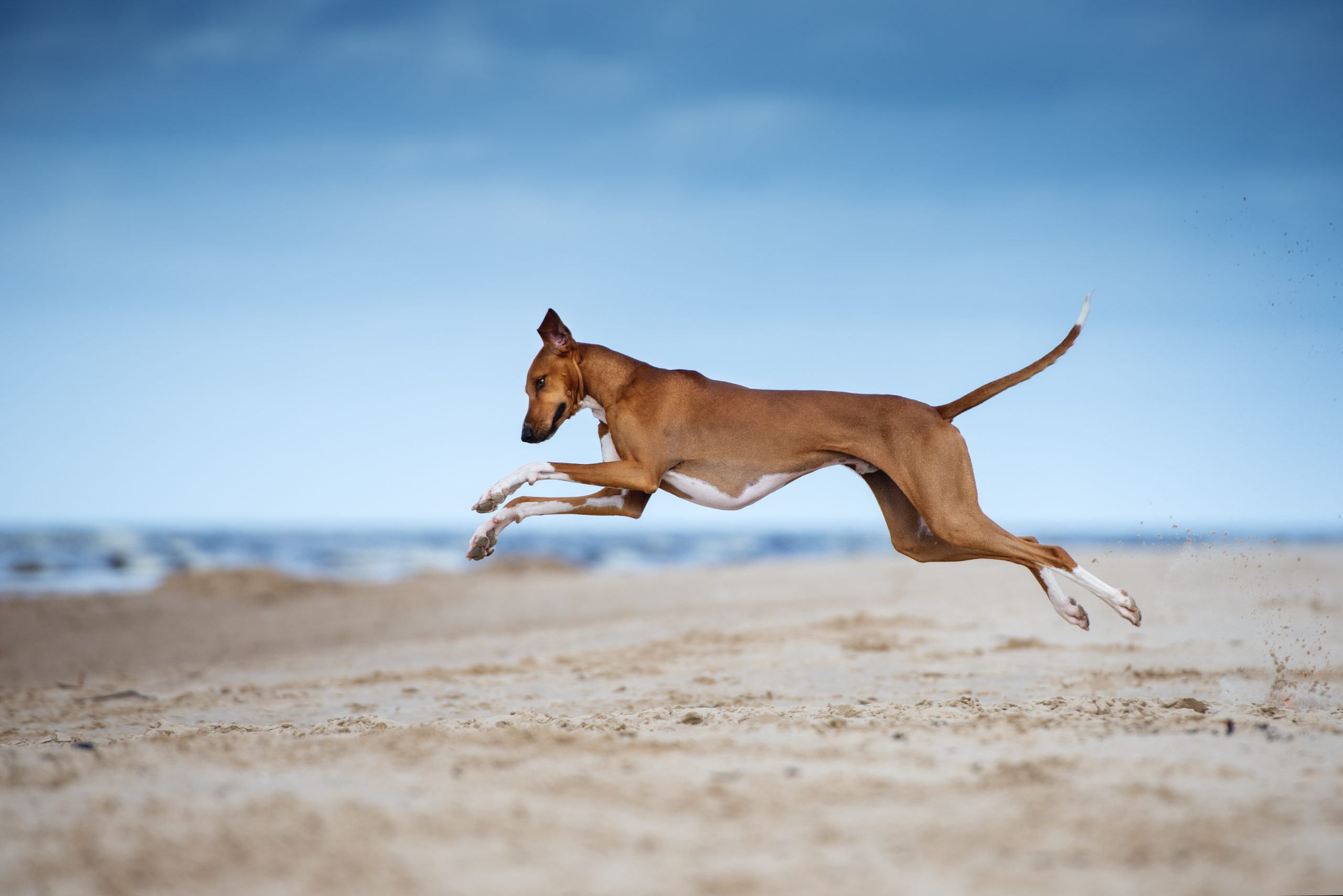 Azawakh,Dog,Jumping,On,A,Beach