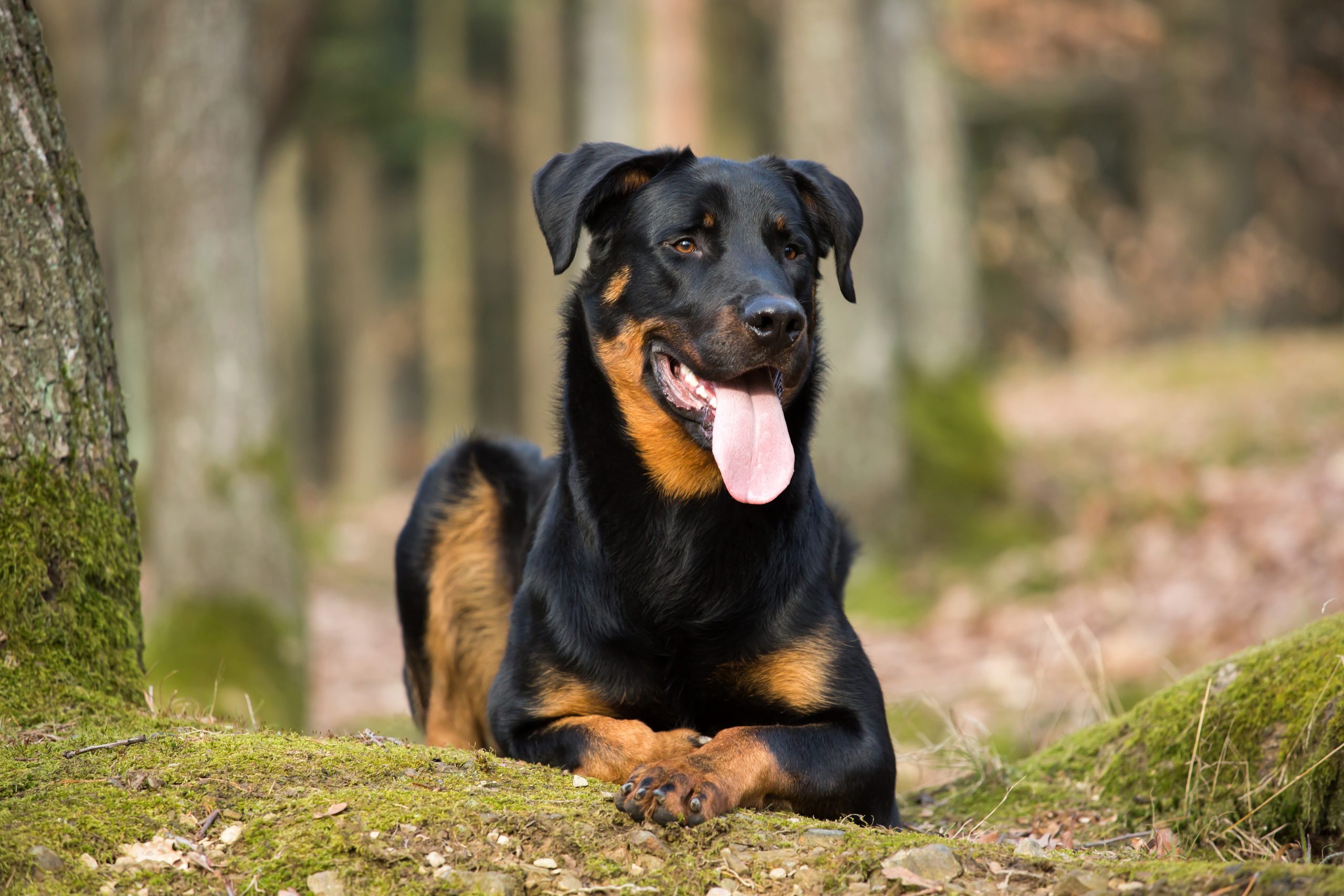 Portrait,Of,A,Nice,Beauceron,In,Forest