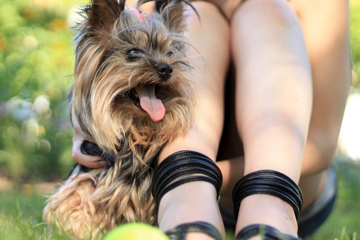 A tiny Yorkshire Terrier cuddling closely to its owner, displaying affection and loyalty.