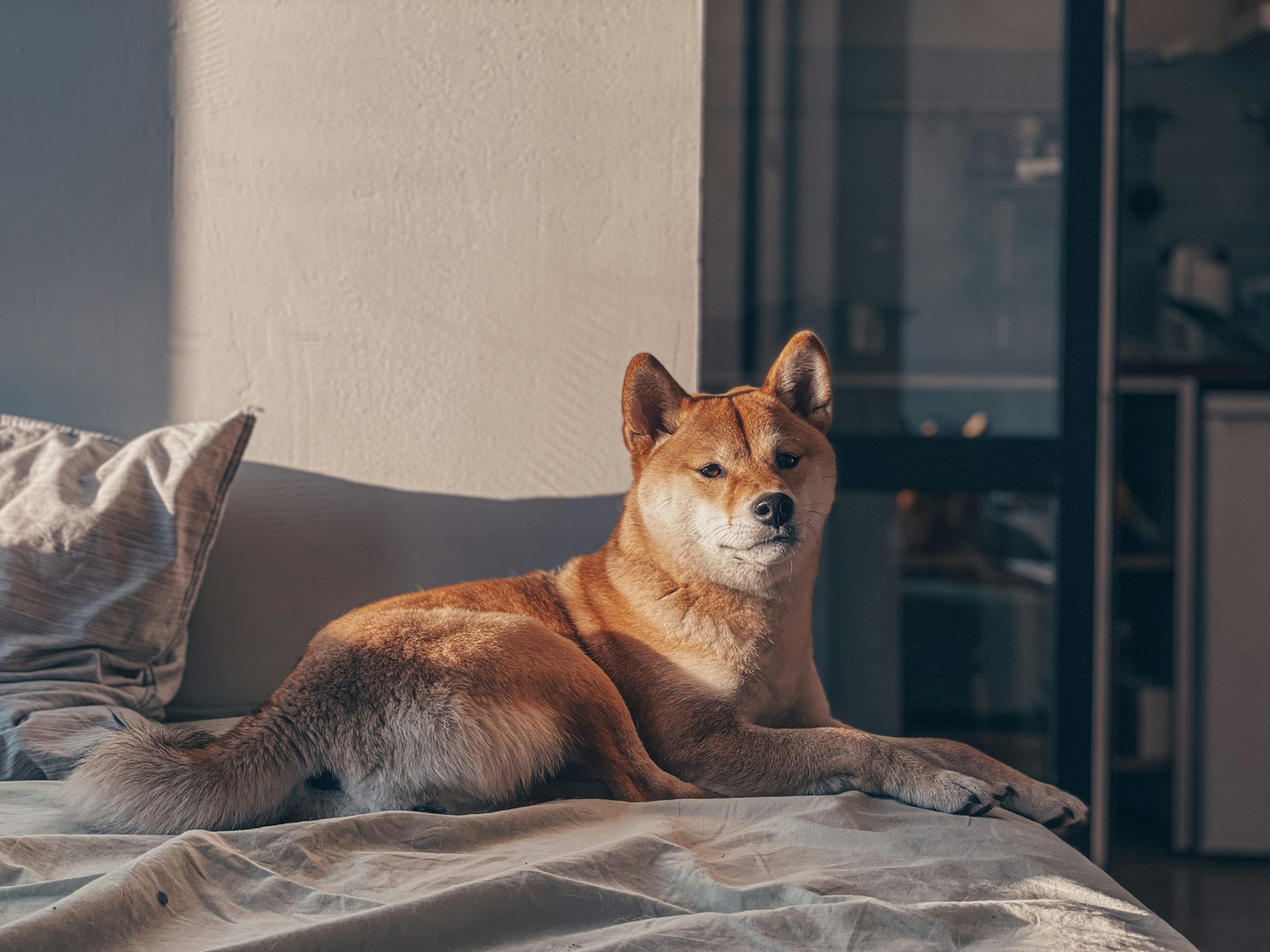 Shiba Inu Lifespan – What to Expect & How to Help a Shiba Inu Live Longer thumbnail