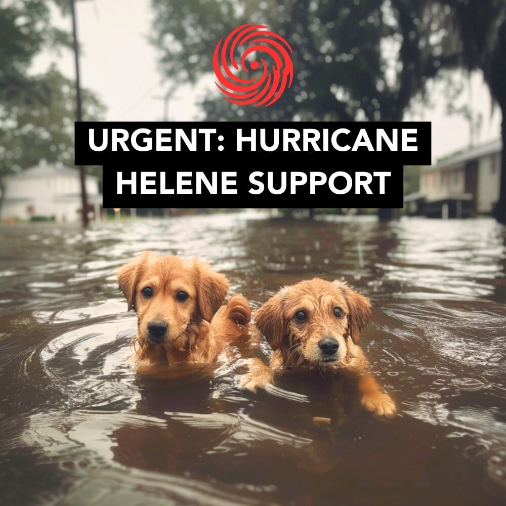 Hurricane Helene Relief: Donate To Save Shelter Dogs In Crisis