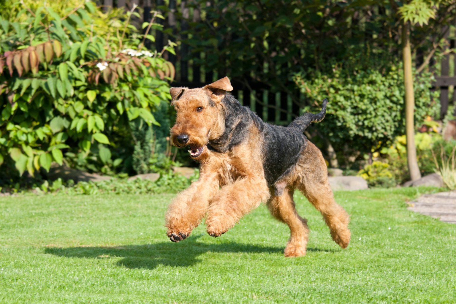 Pest Control Dogs The Best 10 Dog Breeds for Pest Control - iHeartDogs.com