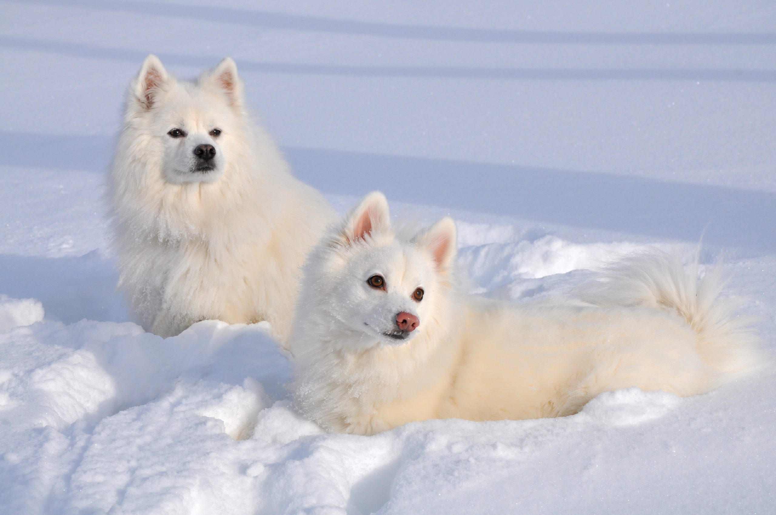 American,Eskimo,Dogs,Enjoying,A,Fresh,Snow