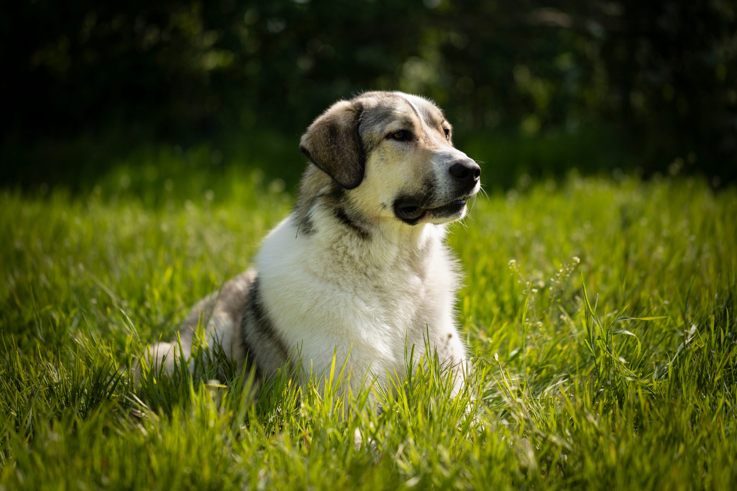 Male & Female Anatolian Shepherd Weights & Heights by Age