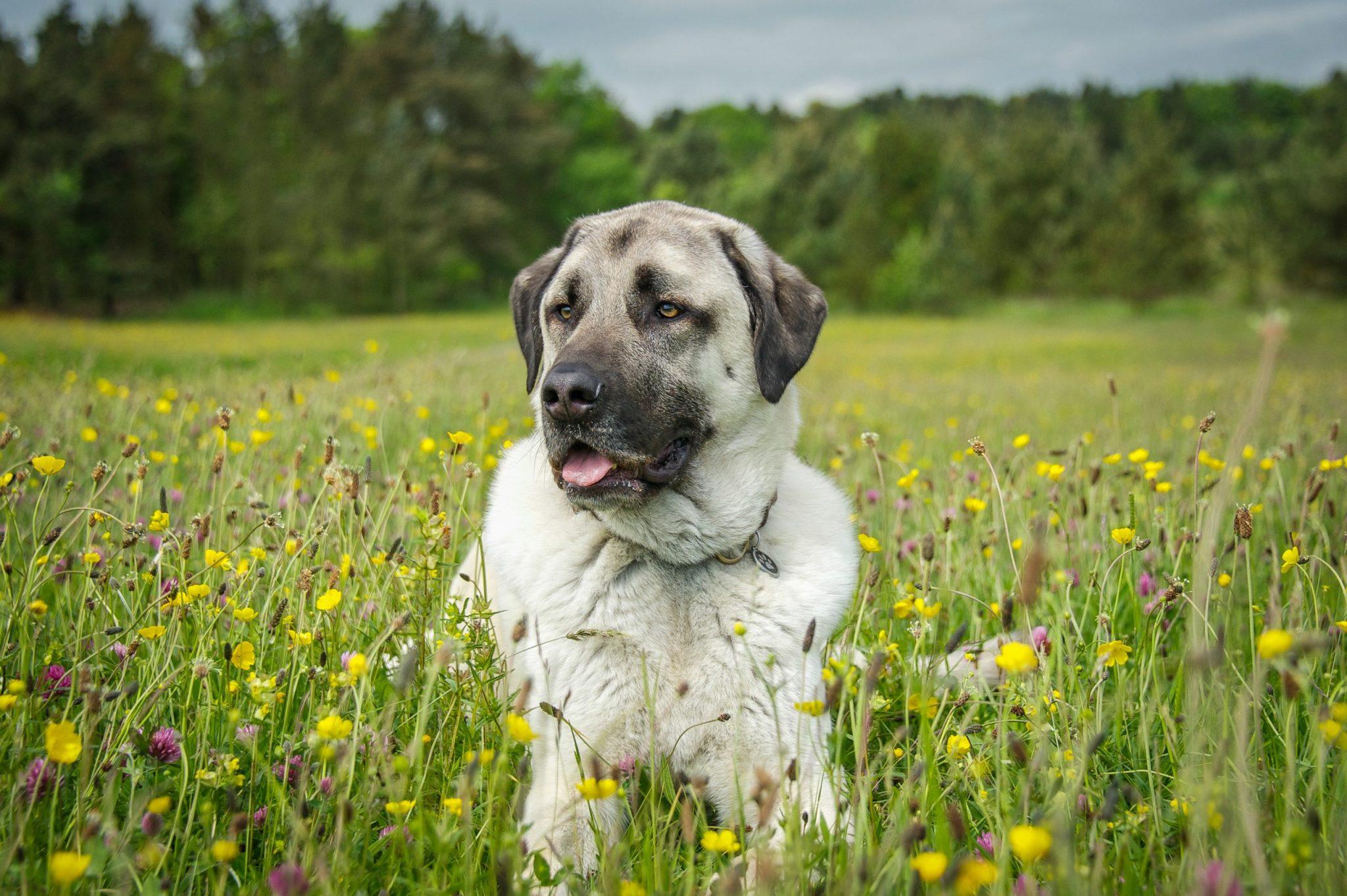 Dog,Playing