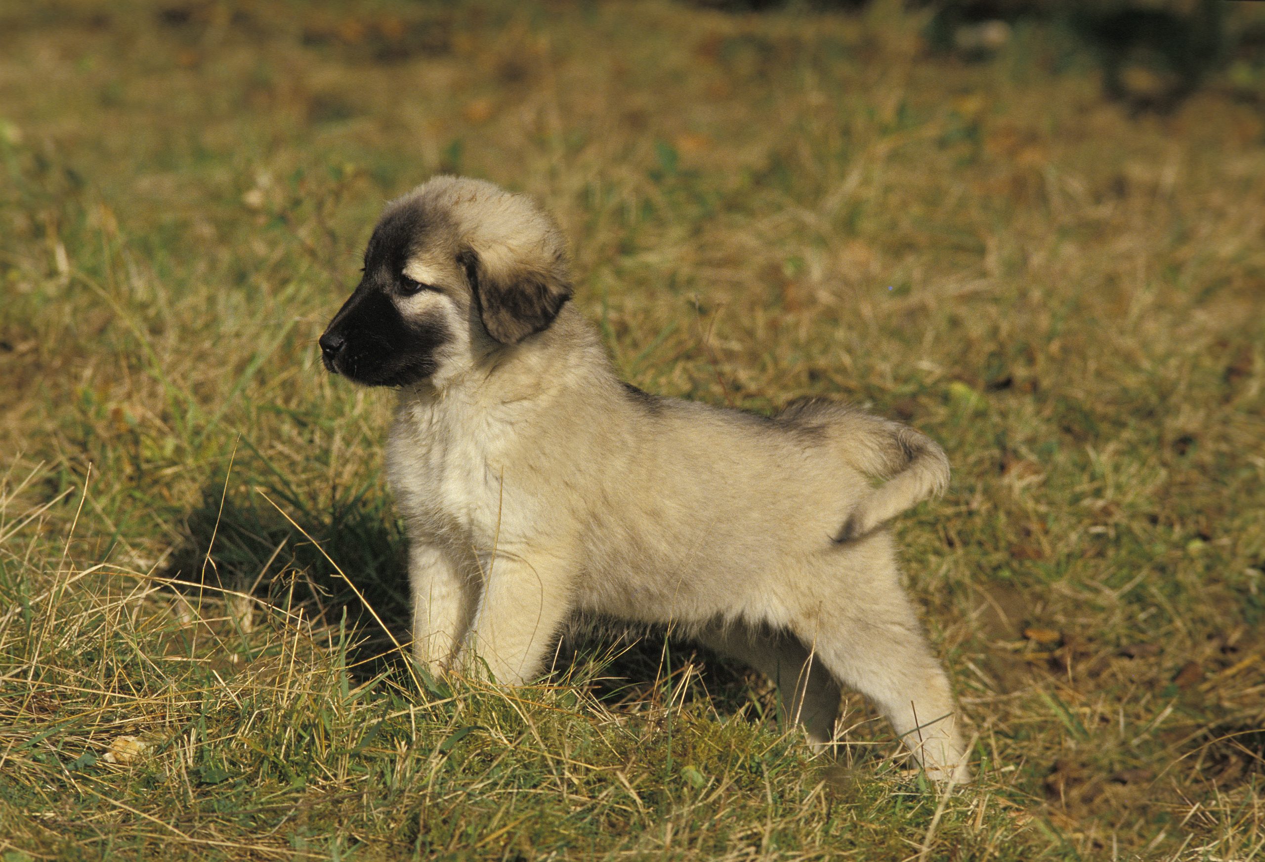 Anatolian,Shepherd,Dog,Or,Coban,Kopegi,,Pup