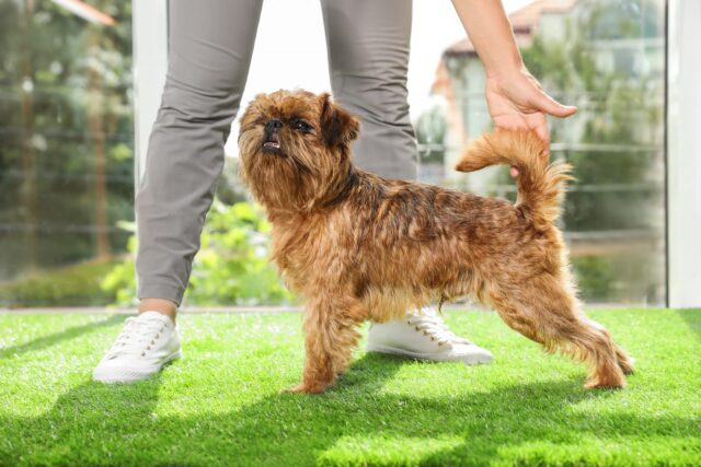 Brussels Griffon