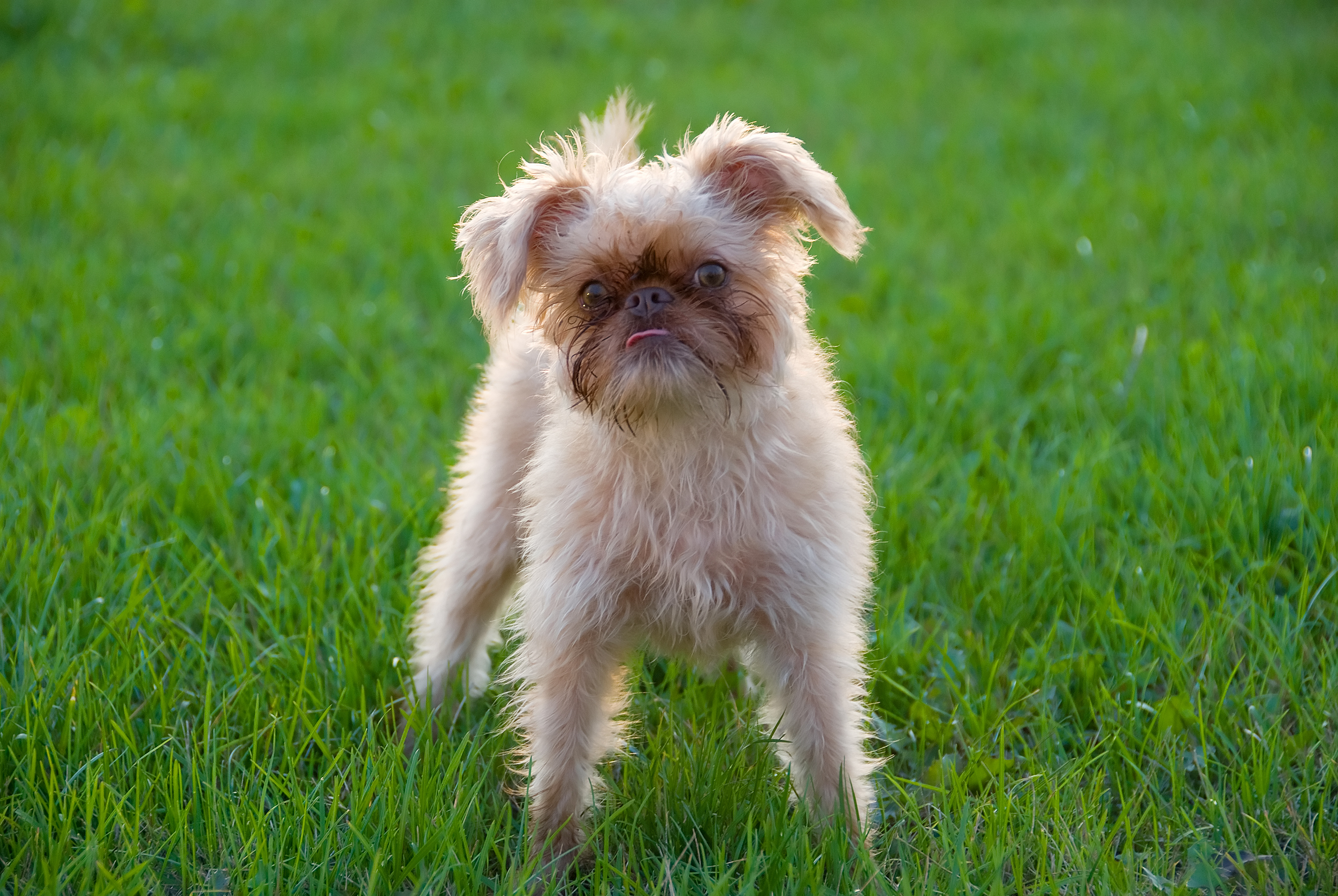 Puppy,Standing,In,The,Grass.,Breed,-,Griffon,Bruxellois.,Seven