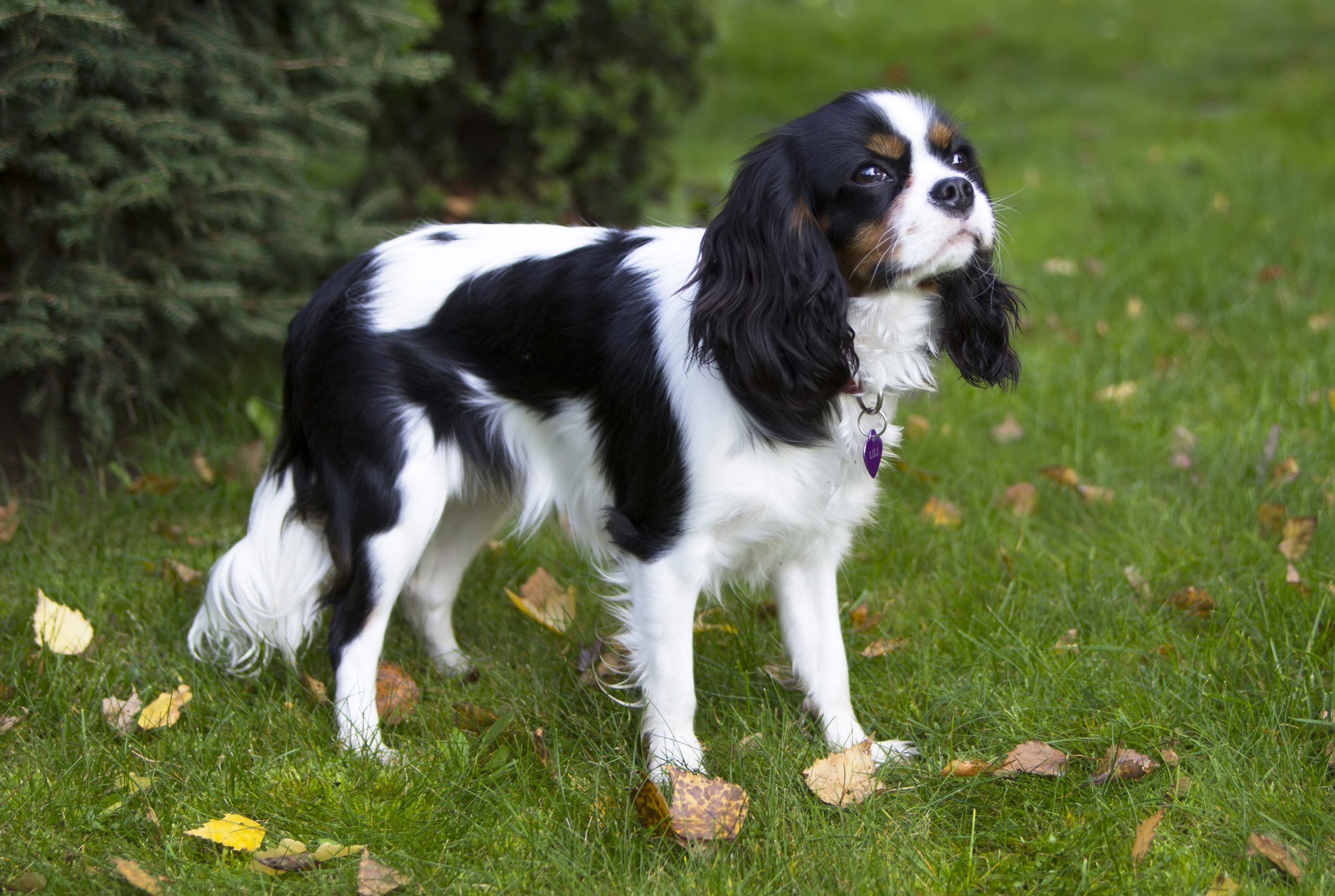 Young,Cavalier,Kings,Charles,Spaniel