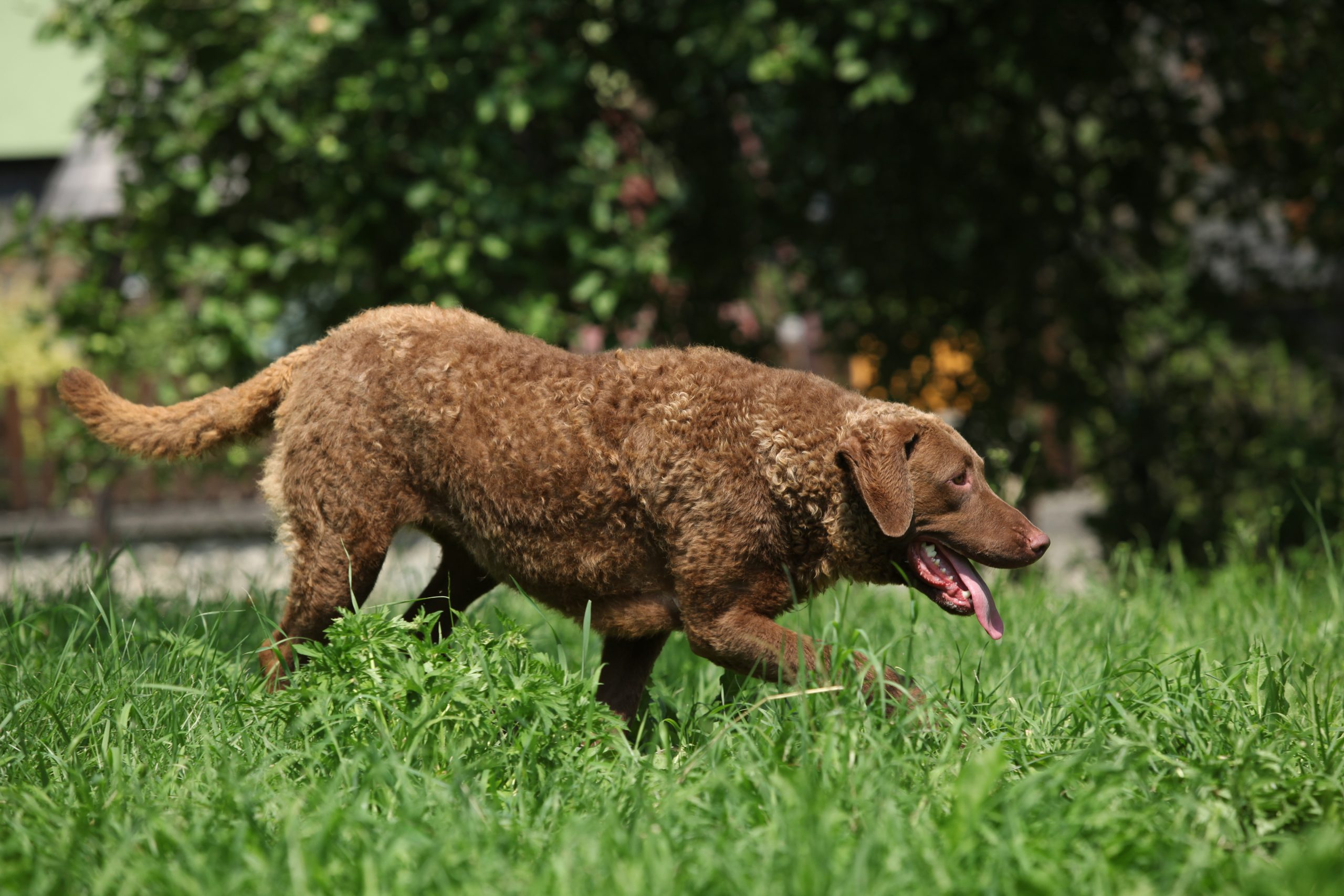 25 Things to Love About Chesapeake Bay Retrievers