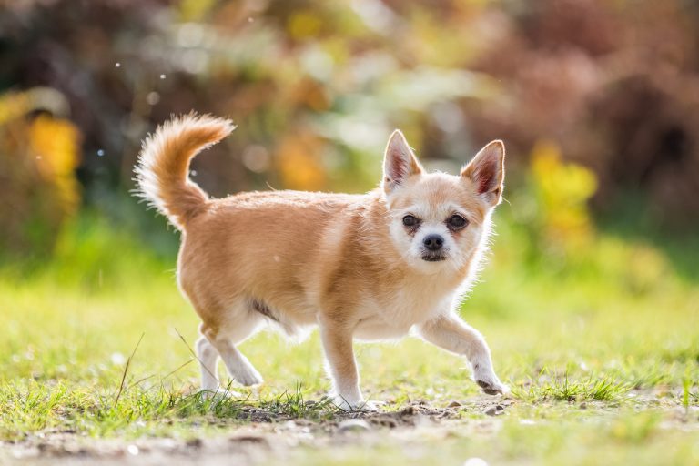Picture of 9 Reasons Your Dog Is Suddenly Barking At Absolutely Nothing ...
