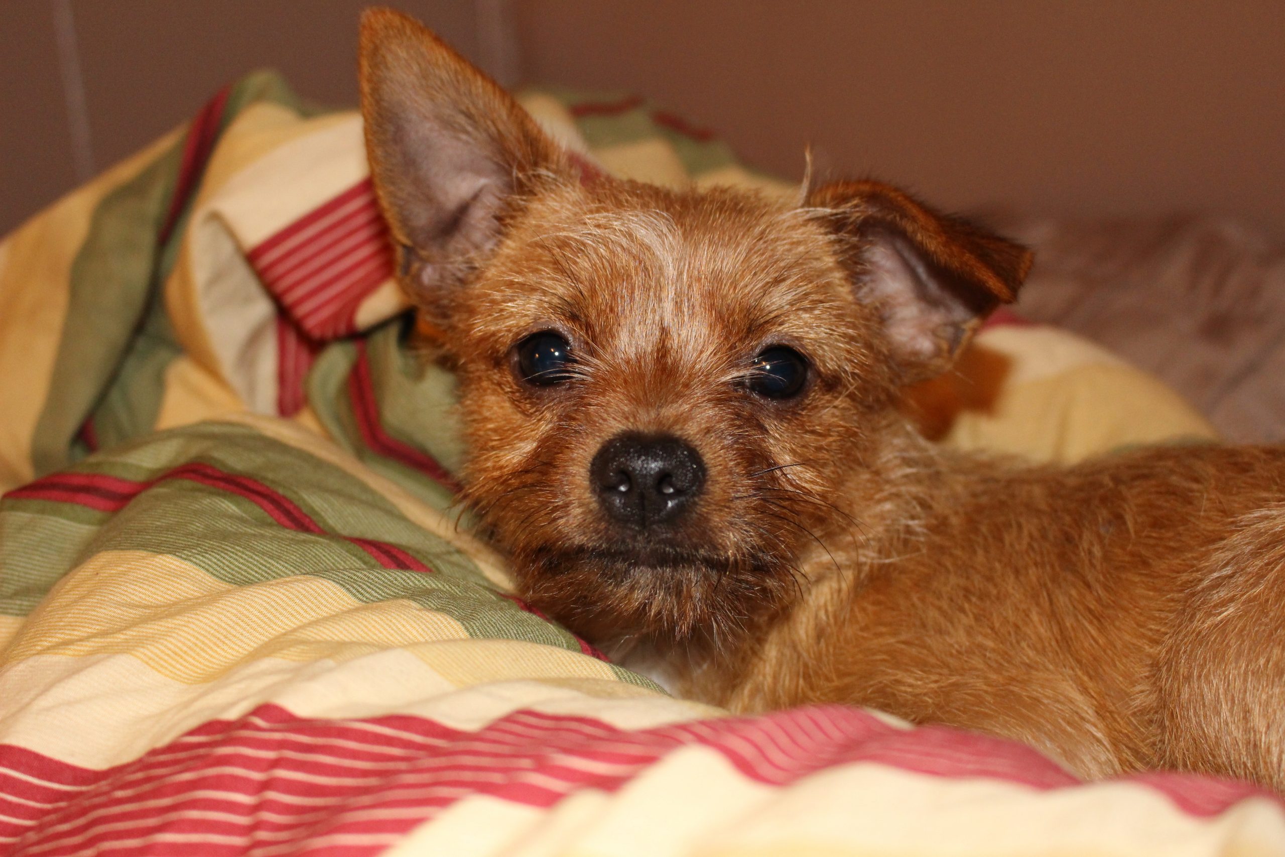 Chorkie Dog Breed: Characteristics, Facts and Pictures