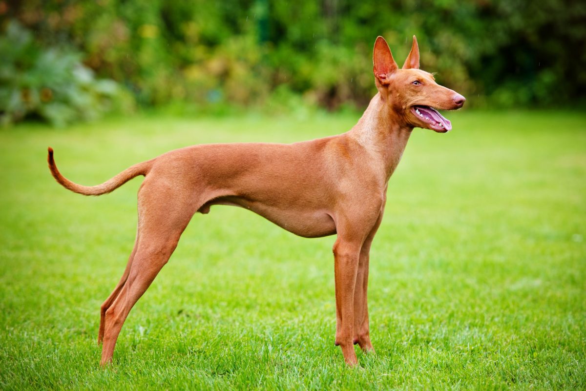 Cirneco dell’Etna poised elegance channels Mediterranean hunting grace