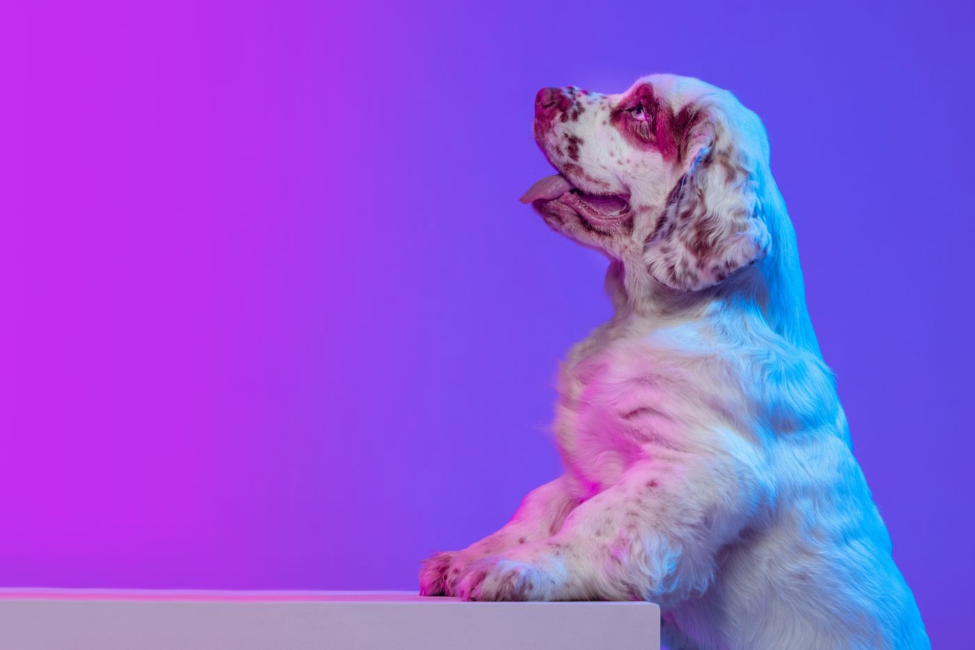 Clumber Spaniel