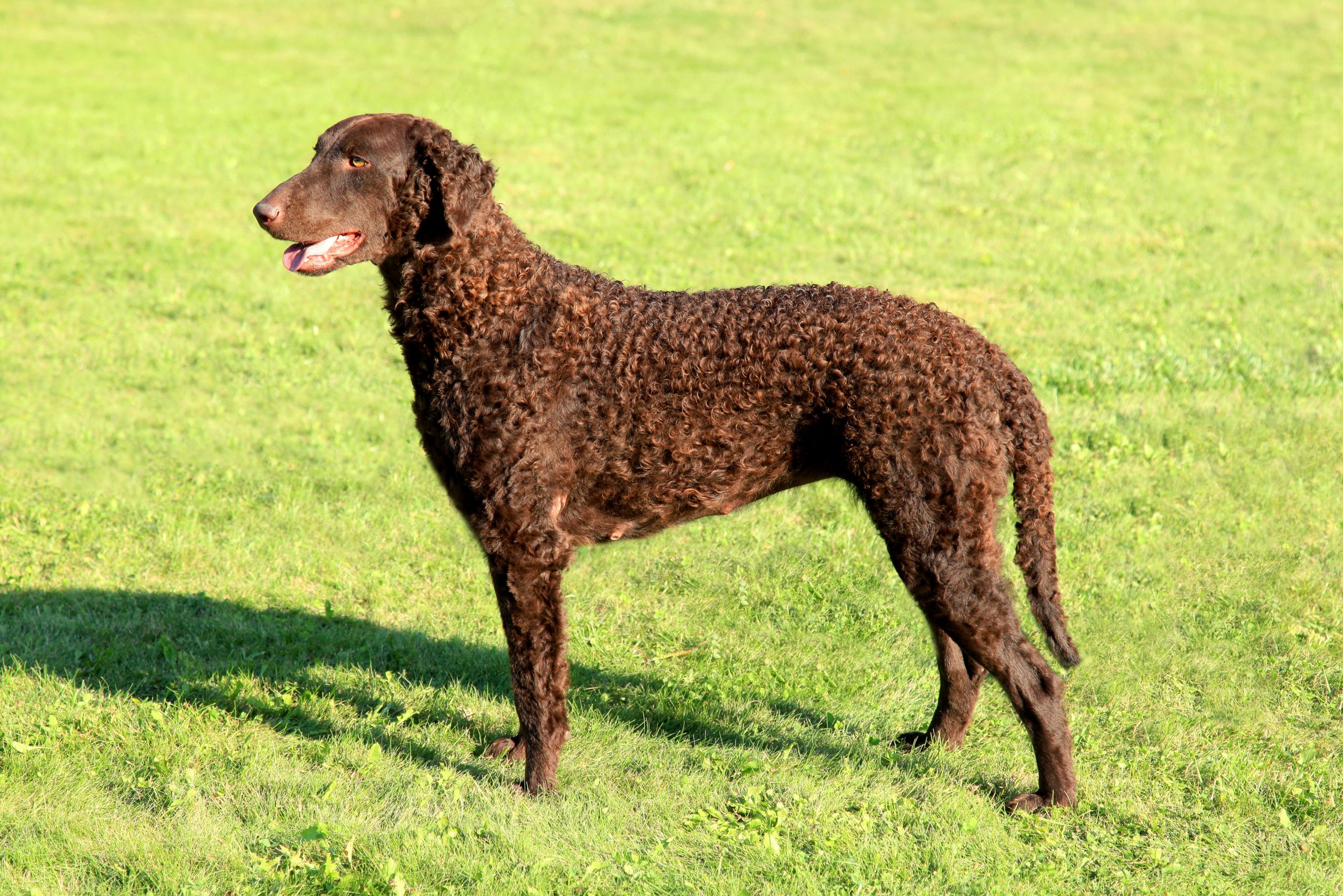 Male & Female Curly Coated Retriever Weights & Heights by Age thumbnail