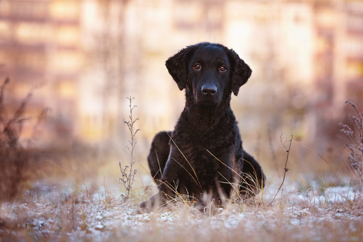 A Curly-Coated Retriever swimming confidently, curls beading with water as it glides.