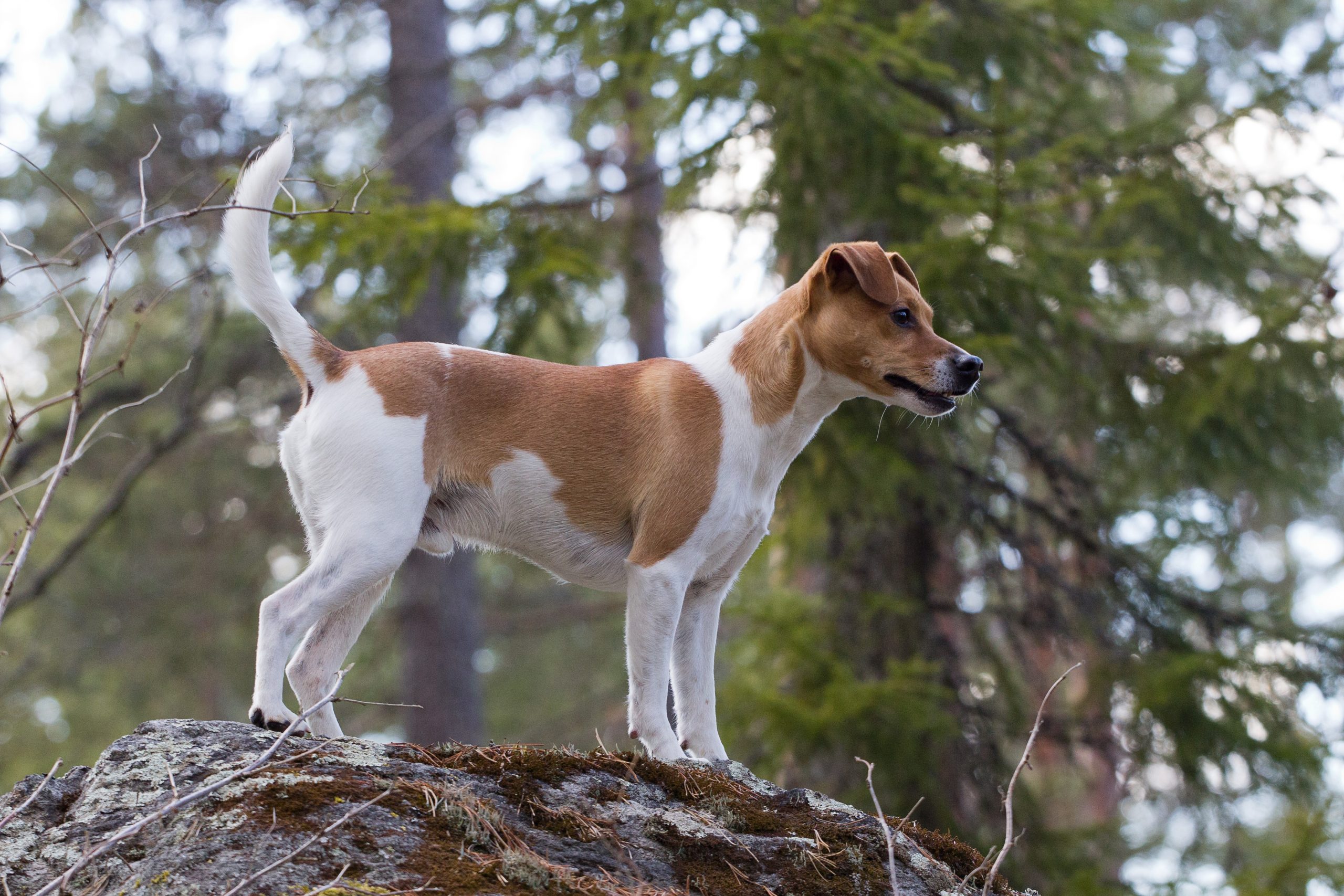 Small,Dog,Standing,On,A,Rock,In,Forest