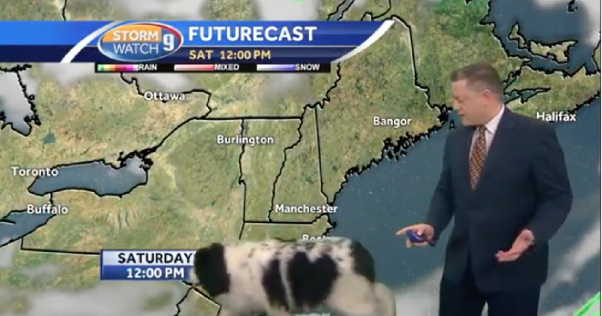 Big ‘Floofy’ Dog Wandered Into A Live Weather Broadcast And Steals The Spotlight thumbnail